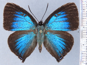  ( - HNHM-NEOLYC-B09)  @11 [ ] by-nc-sa (2025) Zsolt Balint Hungarian Natural History Museum