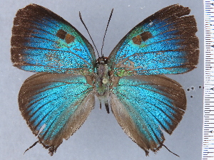  ( - HNHM-NEOLYC-B10)  @11 [ ] by-nc-sa (2025) Zsolt Balint Hungarian Natural History Museum