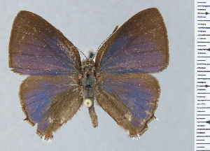  ( - HNHM-NEOLYC-B12)  @11 [ ] by-nc-sa (2025) Zsolt Balint Hungarian Natural History Museum