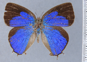  (Fidesella fidelia - HNHM-NEOLYC-D06)  @11 [ ] by-nc-sa (2025) Zsolt Balint Hungarian Natural History Museum