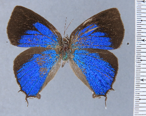  (Fidesella - HNHM-NEOLYC-D07)  @11 [ ] by-nc-sa (2025) Zsolt Balint Hungarian Natural History Museum