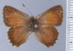  (Penaincisalia alina - HNHM-NEOLYC-E04)  @11 [ ] by-nc-sa (2025) Zsolt Balint Hungarian Natural History Museum