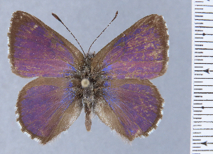  (Penaincisalia biophot - HNHM-NEOLYC-E05)  @11 [ ] by-nc-sa (2025) Zsolt Balint Hungarian Natural History Museum