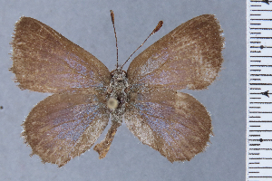  ( - HNHM-NEOLYC-E06)  @11 [ ] by-nc-sa (2025) Zsolt Balint Hungarian Natural History Museum