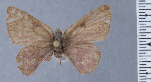  (Penaincisalia lamasi - HNHM-NEOLYC-E07)  @11 [ ] by-nc-sa (2025) Zsolt Balint Hungarian Natural History Museum