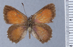  (Penaincisalia perezi - HNHM-NEOLYC-E08)  @11 [ ] by-nc-sa (2025) Zsolt Balint Hungarian Natural History Museum