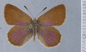  (Penaincisalia descimoni - HNHM-NEOLYC-E11)  @11 [ ] by-nc-sa (2025) Zsolt Balint Hungarian Natural History Museum
