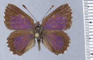 ( - HNHM-NEOLYC-E12)  @11 [ ] by-nc-sa (2025) Zsolt Balint Hungarian Natural History Museum