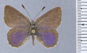  ( - HNHM-NEOLYC-F01)  @11 [ ] by-nc-sa (2025) Zsolt Balint Hungarian Natural History Museum
