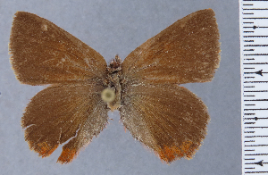  ( - HNHM-NEOLYC-F02)  @11 [ ] by-nc-sa (2025) Zsolt Balint Hungarian Natural History Museum
