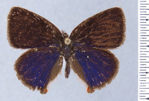  ( - HNHM-NEOLYC-F04)  @11 [ ] by-nc-sa (2025) Zsolt Balint Hungarian Natural History Museum