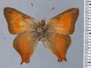  ( - HNHM-NEOLYC-F05)  @11 [ ] by-nc-sa (2025) Zsolt Balint Hungarian Natural History Museum