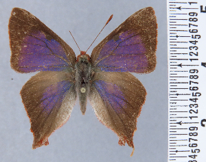  ( - HNHM-NEOLYC-F06)  @11 [ ] by-nc-sa (2025) Zsolt Balint Hungarian Natural History Museum