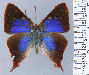  ( - HNHM-NEOLYC-F07)  @11 [ ] by-nc-sa (2025) Zsolt Balint Hungarian Natural History Museum