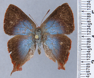  ( - HNHM-NEOLYC-F08)  @11 [ ] by-nc-sa (2025) Zsolt Balint Hungarian Natural History Museum