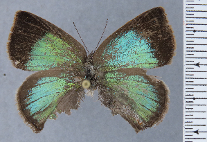  ( - HNHM-NEOLYC-G02)  @11 [ ] by-nc-sa (2025) Zsolt Balint Hungarian Natural History Museum
