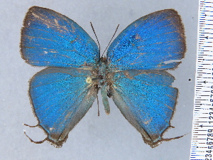  (Theritas gozmanyi - HNHM-NEOLYC-H05)  @11 [ ] by-nc-sa (2025) Zsolt Balint Hungarian Natural History Museum