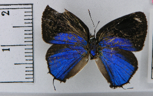  (Ostrinotes amarillonotes - ICN-MHN15971)  @11 [ ] by-nc-sa (2024) Jean F. Le Crom Jean F. Le Crom
