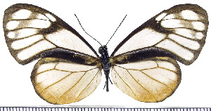  (Hypoleria vanilia - JFDA0470)  @11 [ ] by-nc-sa (2024) Jean F. Le Crom Jean F. Le Crom