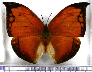  (Coenophlebia - JFDA0533)  @11 [ ] by-nc-sa (2024) Jean F. Le Crom Jean F. Le Crom