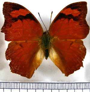  (Anaea glycerium comstocki - JFDA0550)  @11 [ ] by-nc-sa (2024) Jean F. Le Crom Jean F. Le Crom