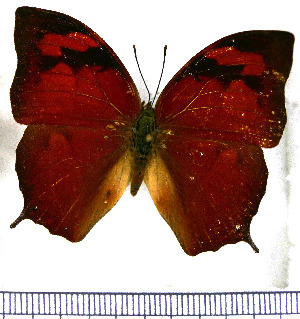  (Anaea glycerium venezuelana - JFDA0553)  @11 [ ] by-nc-sa (2024) Jean F. Le Crom Jean F. Le Crom