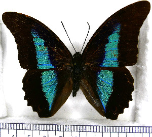  (Prepona deiphile neoterpe - JFDA0690)  @11 [ ] by-nc-sa (2024) Jean F. Le Crom Jean F. Le Crom