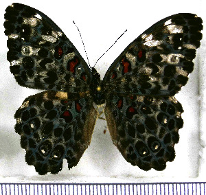  ( - JFDA0807)  @11 [ ] by-nc-sa (2024) Jean F. Le Crom Jean F. Le Crom