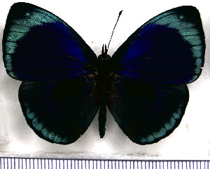  (Temenis leprieuri leprieuri - JFDA0823)  @11 [ ] by-nc-sa (2024) Jean F. Le Crom Jean F. Le Crom