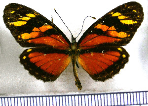  (Eresia ithomioides alsina - JFDA1001)  @11 [ ] by-nc-sa (2024) Jean F. Le Crom Jean F. Le Crom