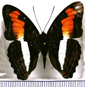  (Adelpha plesaure phliassa - JFDA1052)  @11 [ ] by-nc-sa (2024) Jean F. Le Crom Jean F. Le Crom