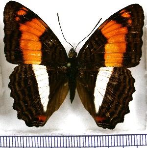  (Adelpha phylaca pseudaethalia - JFDA1078)  @11 [ ] by-nc-sa (2024) Jean F. Le Crom Jean F. Le Crom