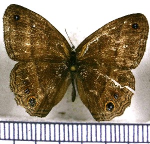  ( - JFDA1222)  @11 [ ] by-nc-sa (2024) Jean F. Le Crom Jean F. Le Crom