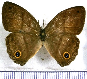  ( - JFDA1229)  @11 [ ] by-nc-sa (2024) Jean F. Le Crom Jean F. Le Crom