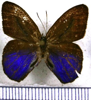  ( - JFDA1307)  @11 [ ] by-nc-sa (2024) Jean F. Le Crom Jean F. Le Crom