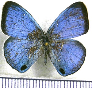  ( - JFDA1311)  @11 [ ] by-nc-sa (2024) Jean F. Le Crom Jean F. Le Crom