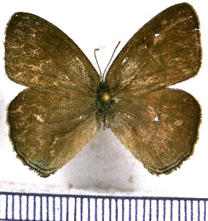  ( - JFDA1314)  @11 [ ] by-nc-sa (2024) Jean F. Le Crom Jean F. Le Crom