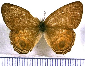  ( - JFDA1327)  @11 [ ] by-nc-sa (2024) Jean F. Le Crom Jean F. Le Crom