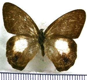  (Splendeuptychia furina - JFDA1330)  @11 [ ] by-nc-sa (2024) Jean F. Le Crom Jean F. Le Crom