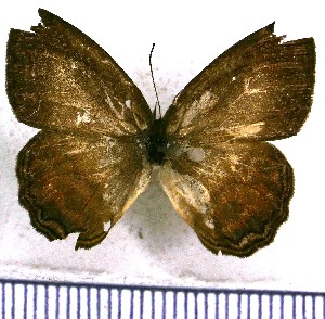  (Argentaria libitina - JFDA1331)  @11 [ ] by-nc-sa (2024) Jean F. Le Crom Jean F. Le Crom