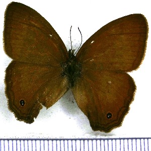  ( - JFDA1339)  @11 [ ] by-nc-sa (2024) Jean F. Le Crom Jean F. Le Crom