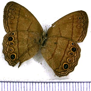  (Emeryus - JFDA1353)  @11 [ ] by-nc-sa (2024) Jean F. Le Crom Jean F. Le Crom