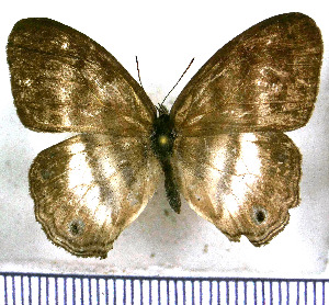  ( - JFDA1403)  @11 [ ] by-nc-sa (2025) Jean F. Le Crom Jean F. Le Crom