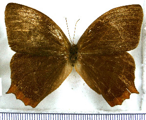  ( - JFDA1427)  @11 [ ] by-nc-sa (2025) Jean F. Le Crom Jean F. Le Crom