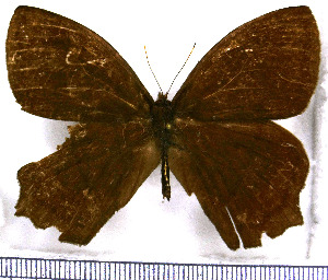  ( - JFDA1431)  @11 [ ] by-nc-sa (2025) Jean F. Le Crom Jean F. Le Crom