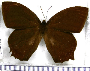  ( - JFDA1432)  @11 [ ] by-nc-sa (2025) Jean F. Le Crom Jean F. Le Crom