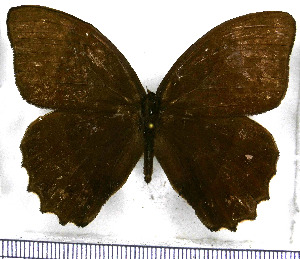  ( - JFDA1457)  @11 [ ] by-nc-sa (2025) Jean F. Le Crom Jean F. Le Crom