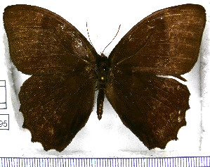  ( - JFDA1495)  @11 [ ] by-nc-sa (2025) Jean F. Le Crom Jean F. Le Crom