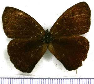  (Forsterinaria anophthalma - JFDA1511)  @11 [ ] by-nc-sa (2025) Jean F. Le Crom Jean F. Le Crom