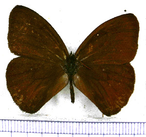  ( - JFDA1517)  @11 [ ] by-nc-sa (2025) Jean F. Le Crom Jean F. Le Crom